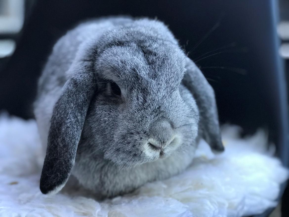Kanin Molly billede 7