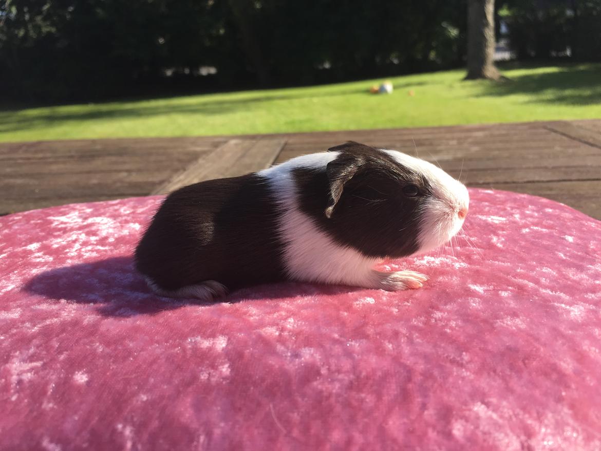 Marsvin Maja billede 2