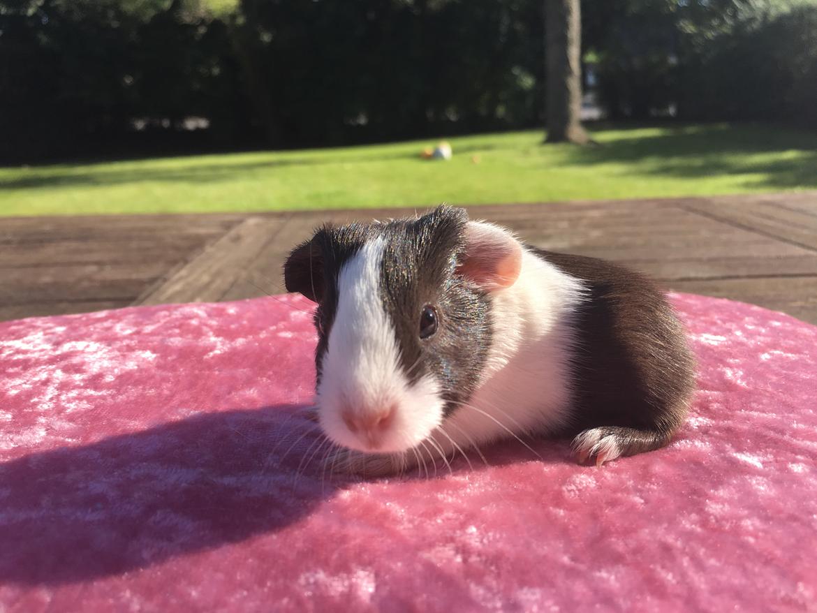 Marsvin Maja billede 1