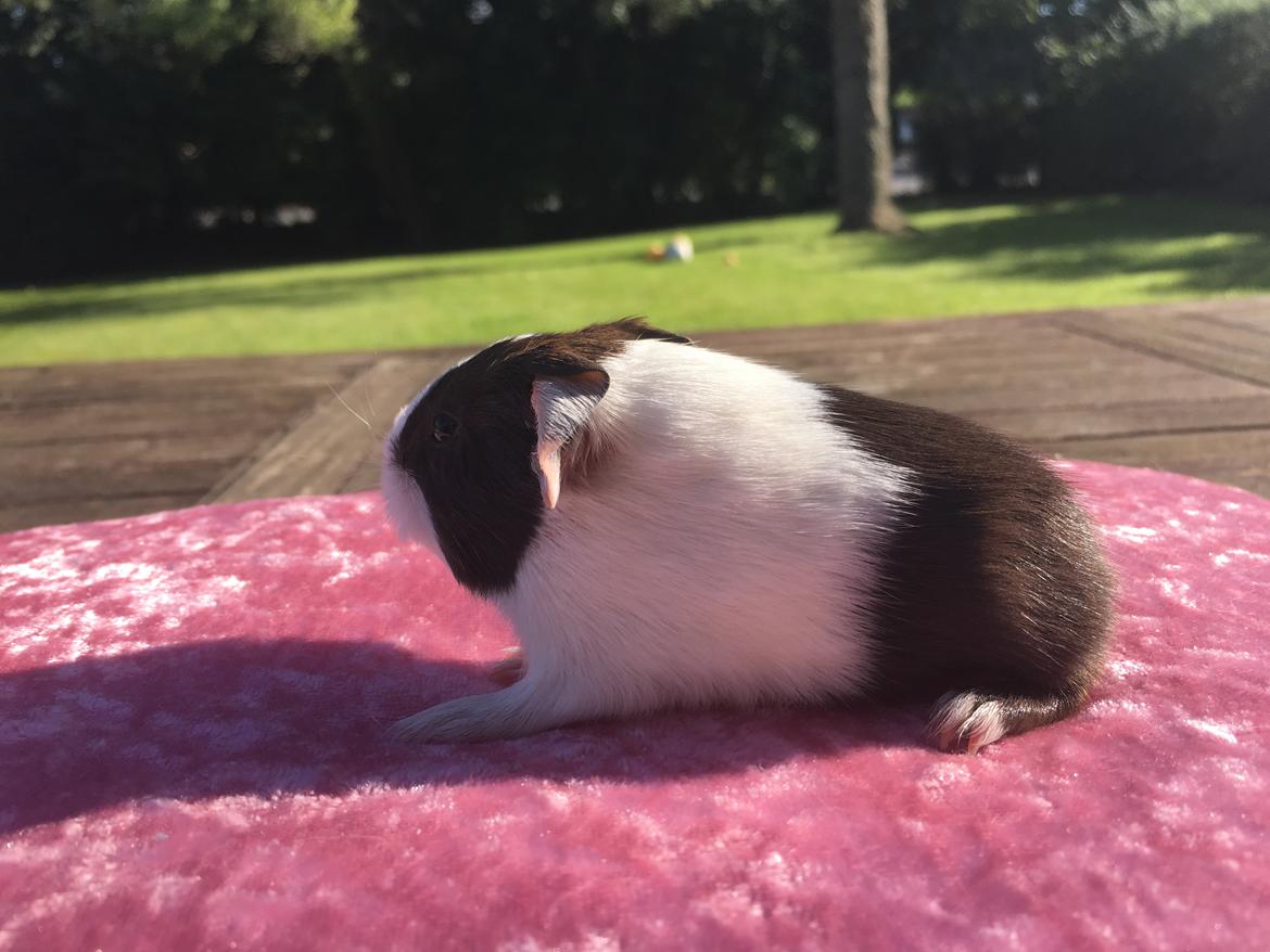 Marsvin Maja billede 3