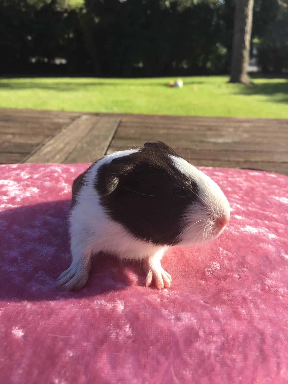 Marsvin Maja billede 5