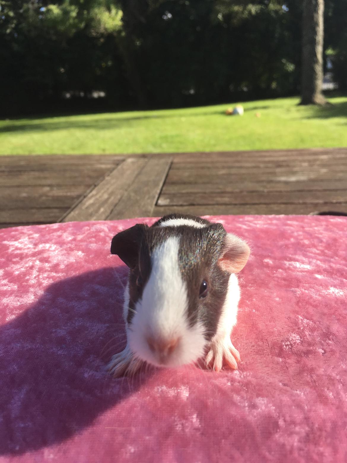 Marsvin Maja billede 4