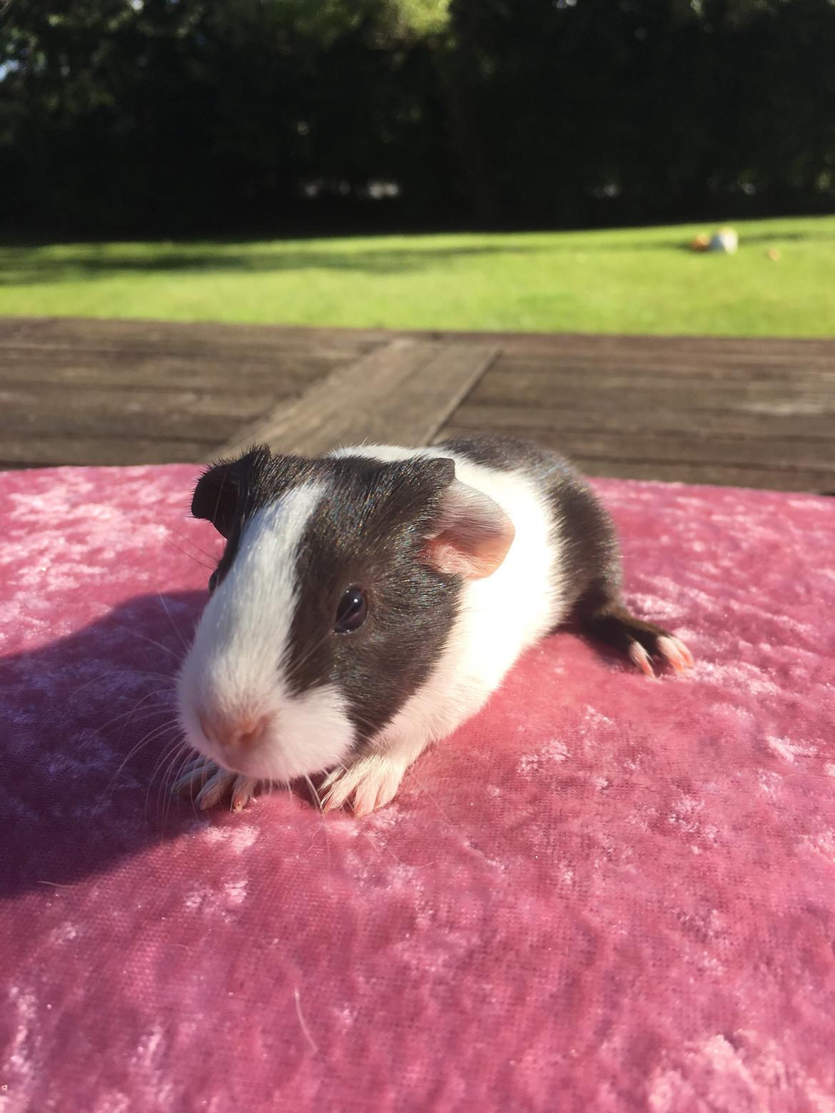 Marsvin Maja billede 6