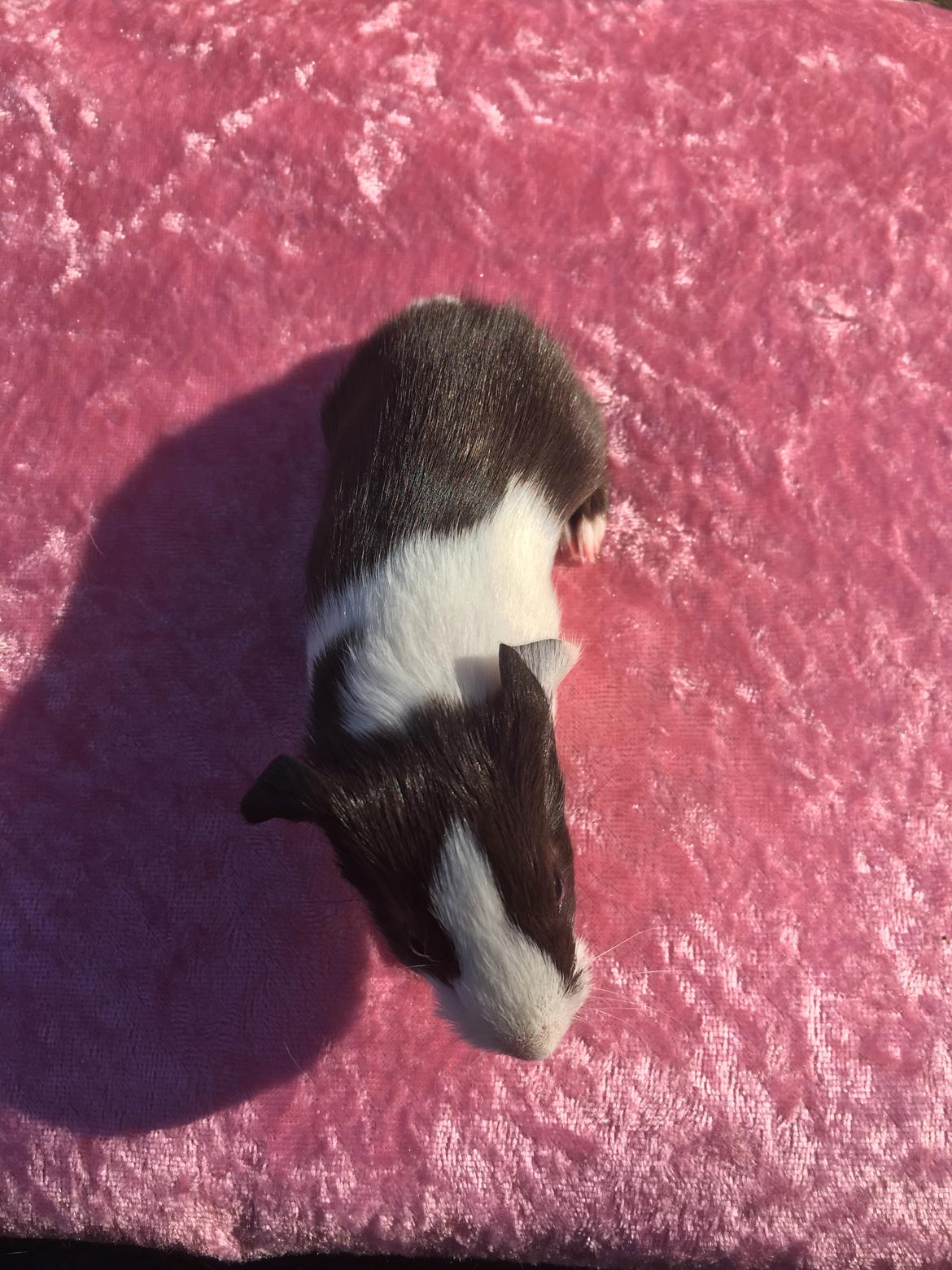 Marsvin Maja billede 7