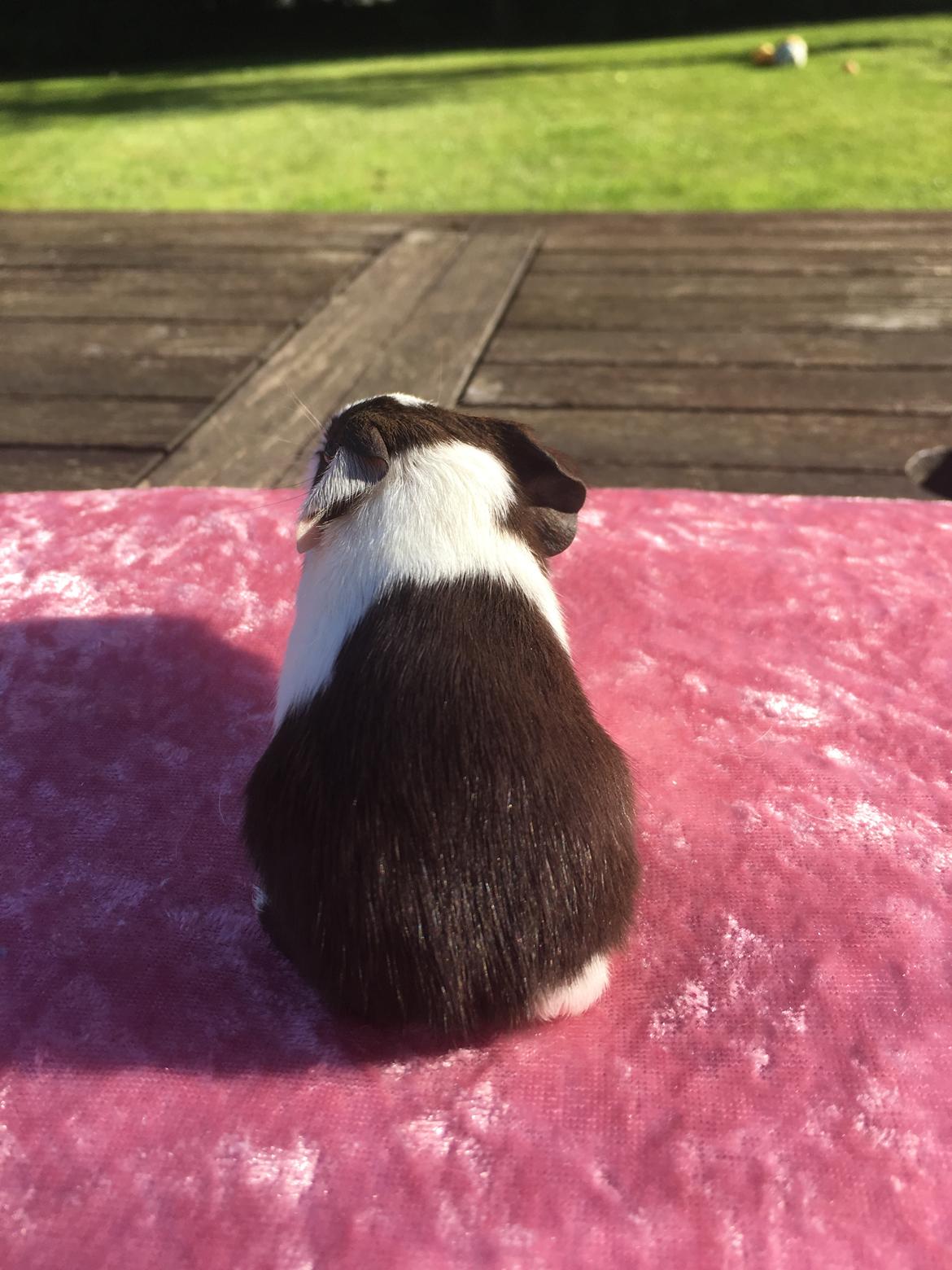 Marsvin Maja billede 8