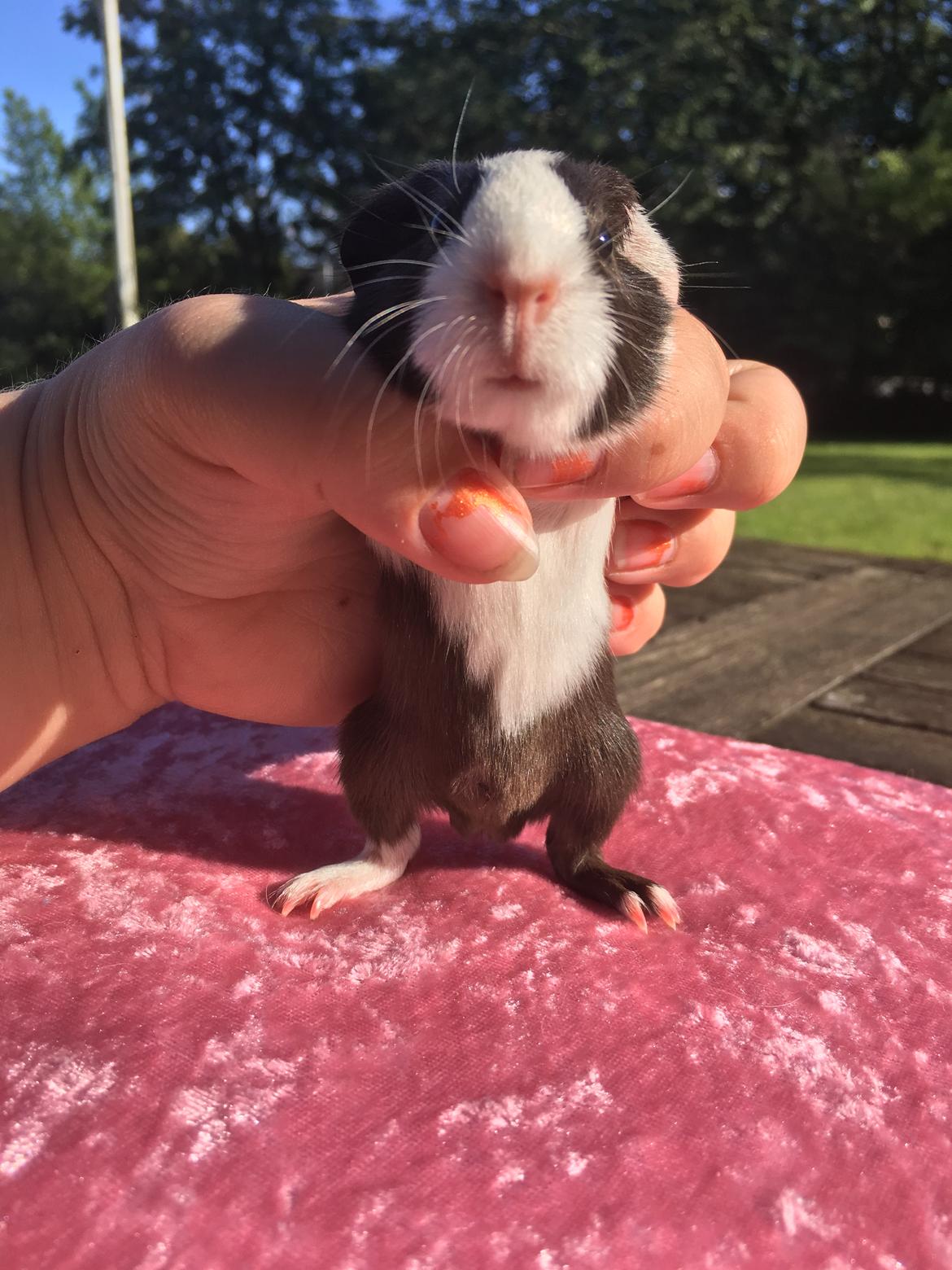 Marsvin Maja billede 9