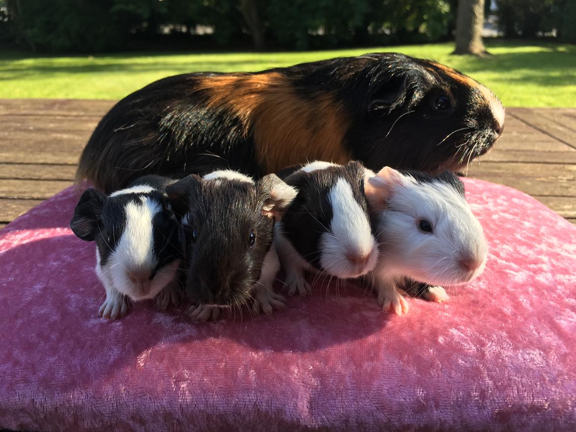 Marsvin Maja billede 10