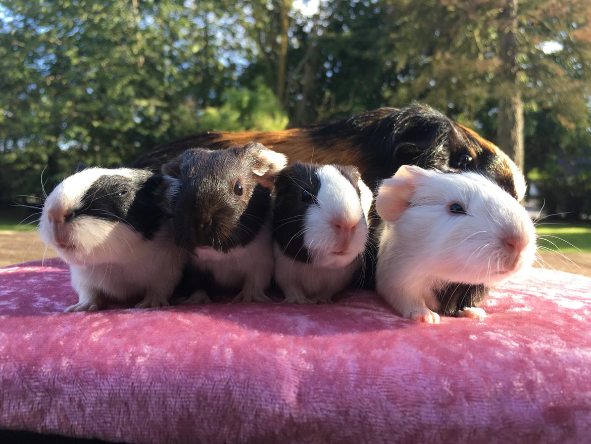 Marsvin Maja billede 12