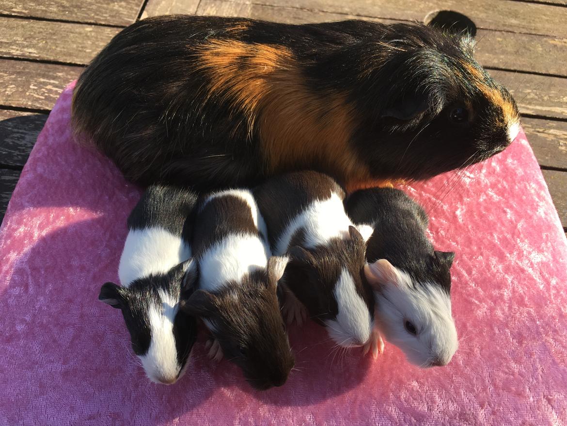 Marsvin Maja billede 11