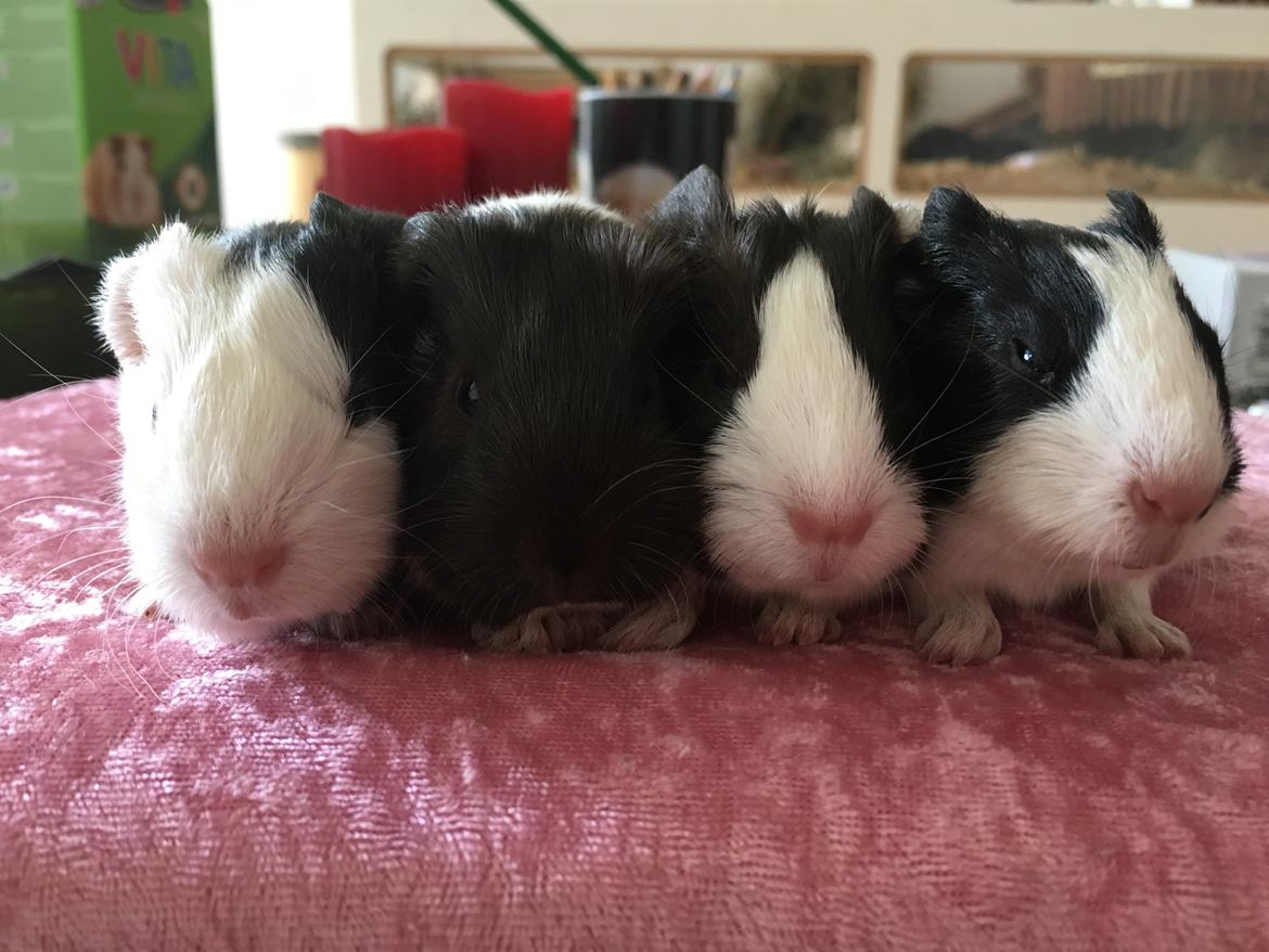 Marsvin Maja billede 13