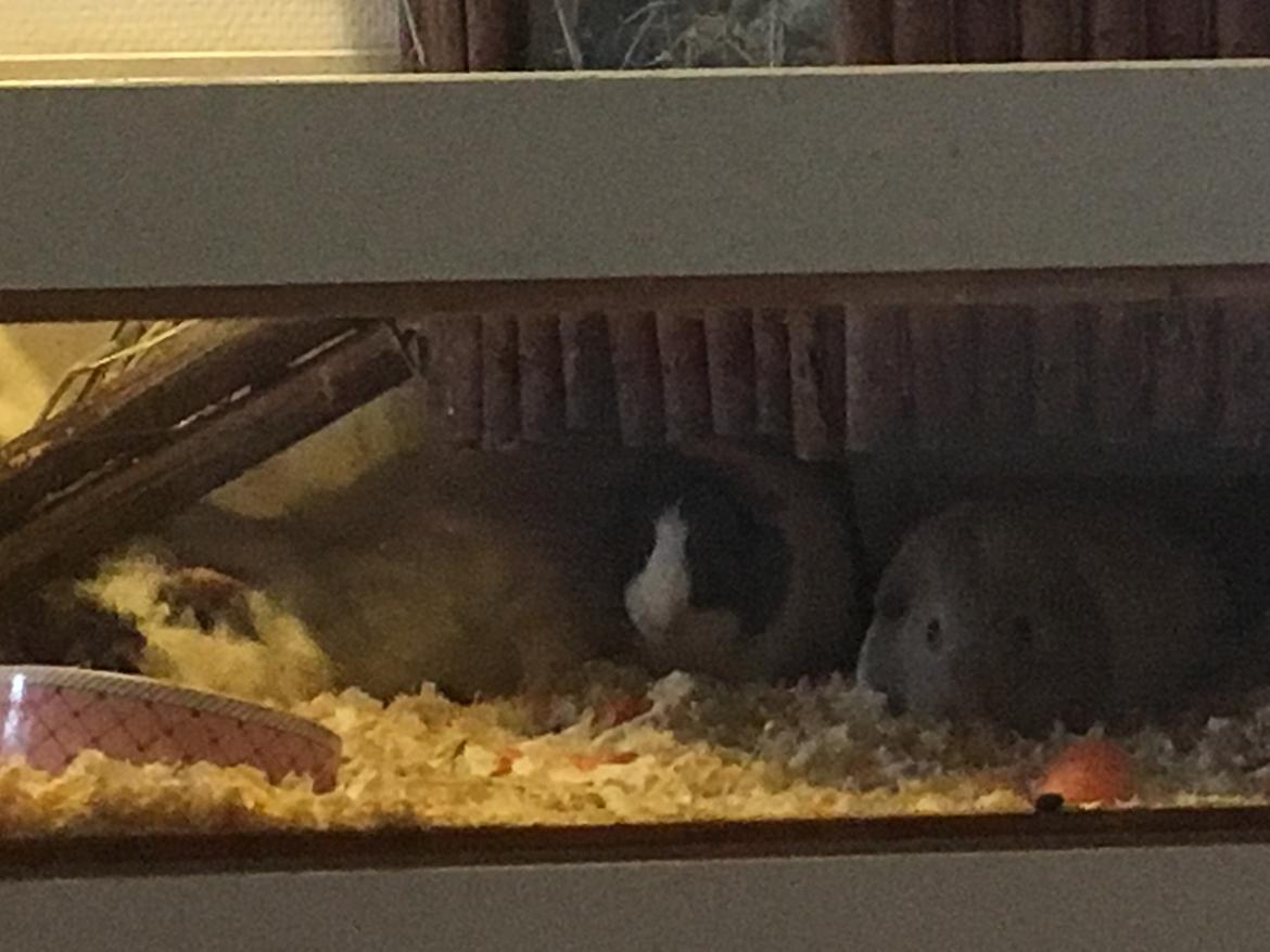 Marsvin Maja billede 15