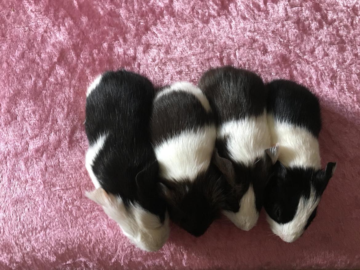 Marsvin Maja billede 14