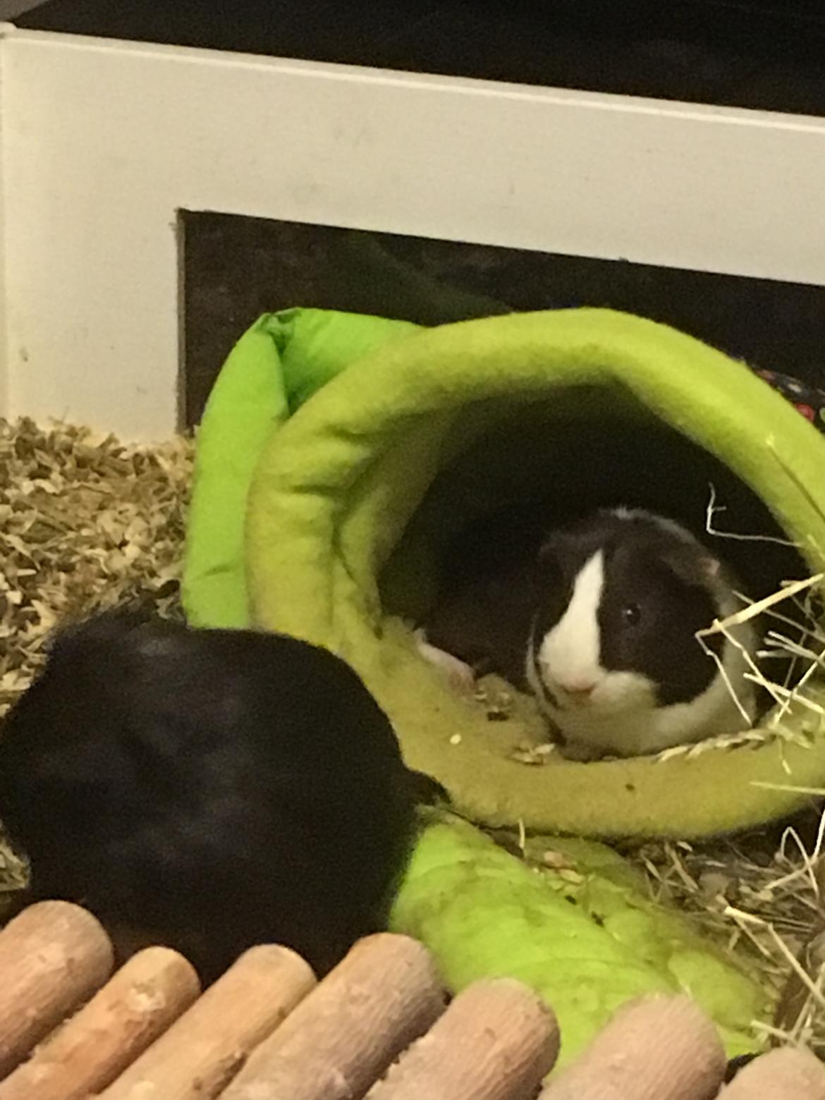 Marsvin Maja billede 17