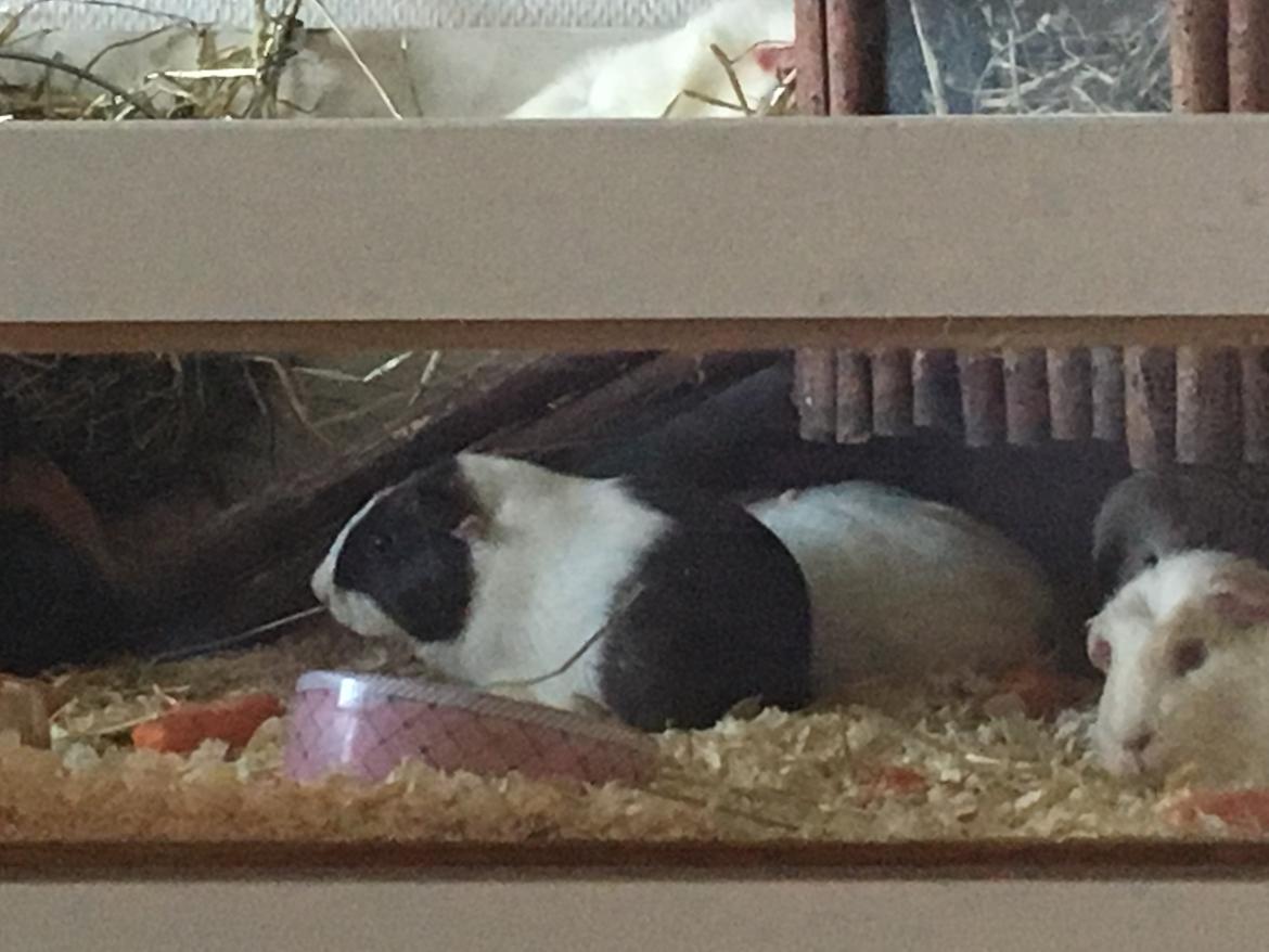 Marsvin Maja billede 16