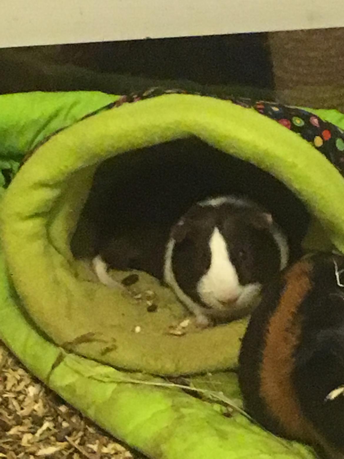 Marsvin Maja billede 19