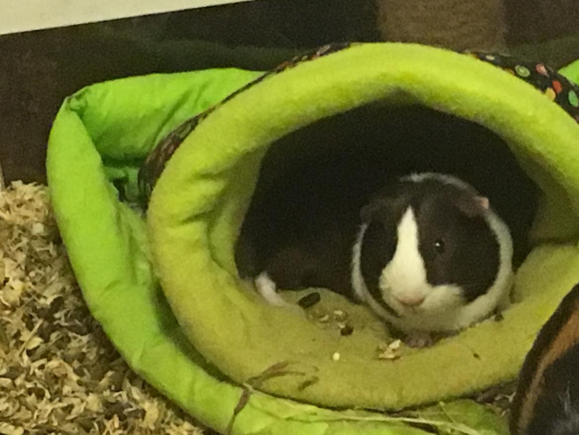 Marsvin Maja billede 18