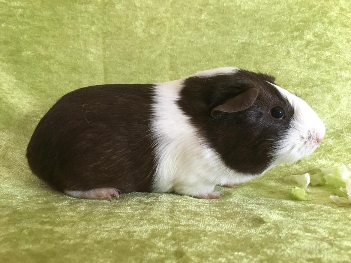 Marsvin Maja billede 21