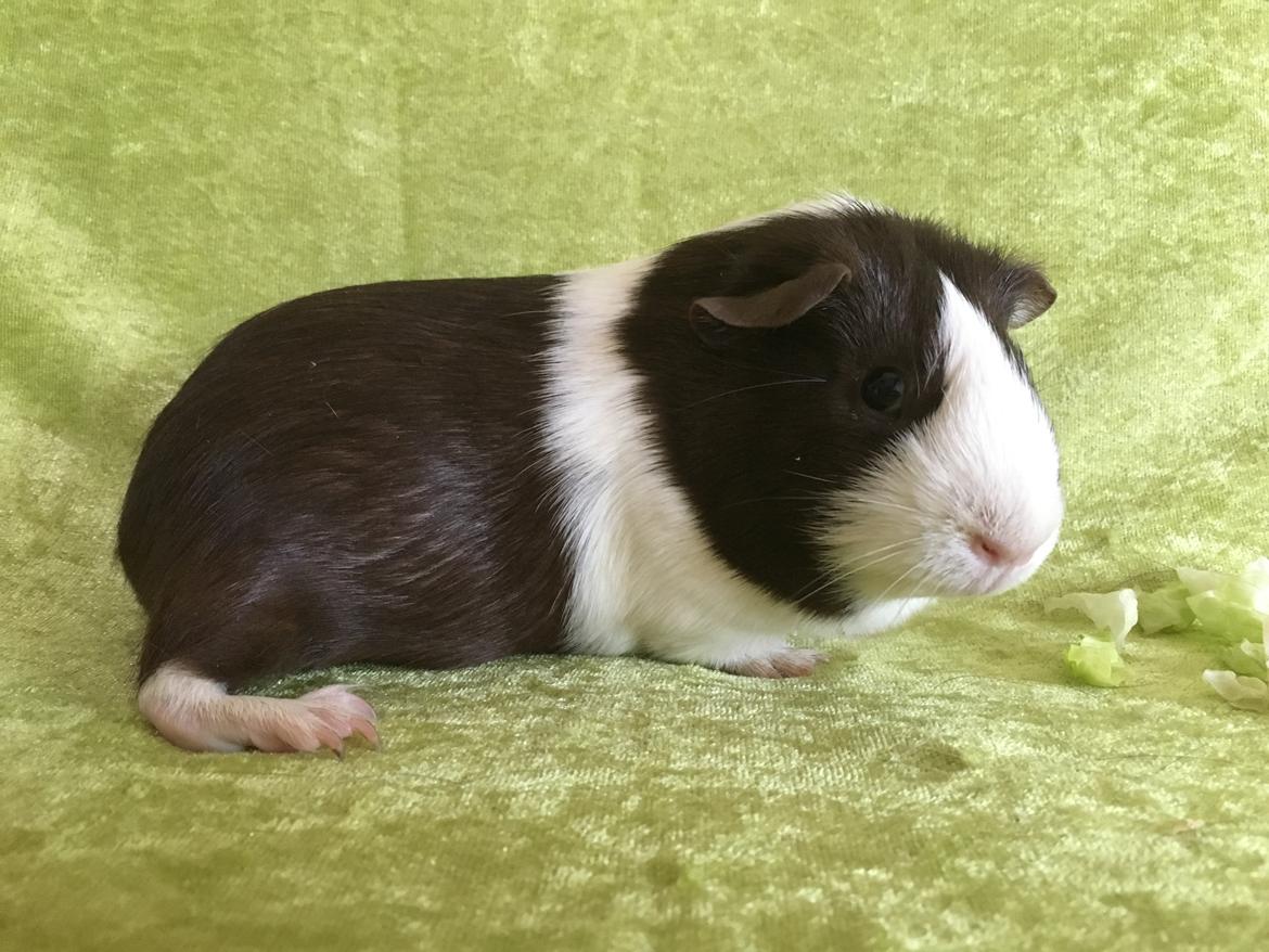 Marsvin Maja billede 20