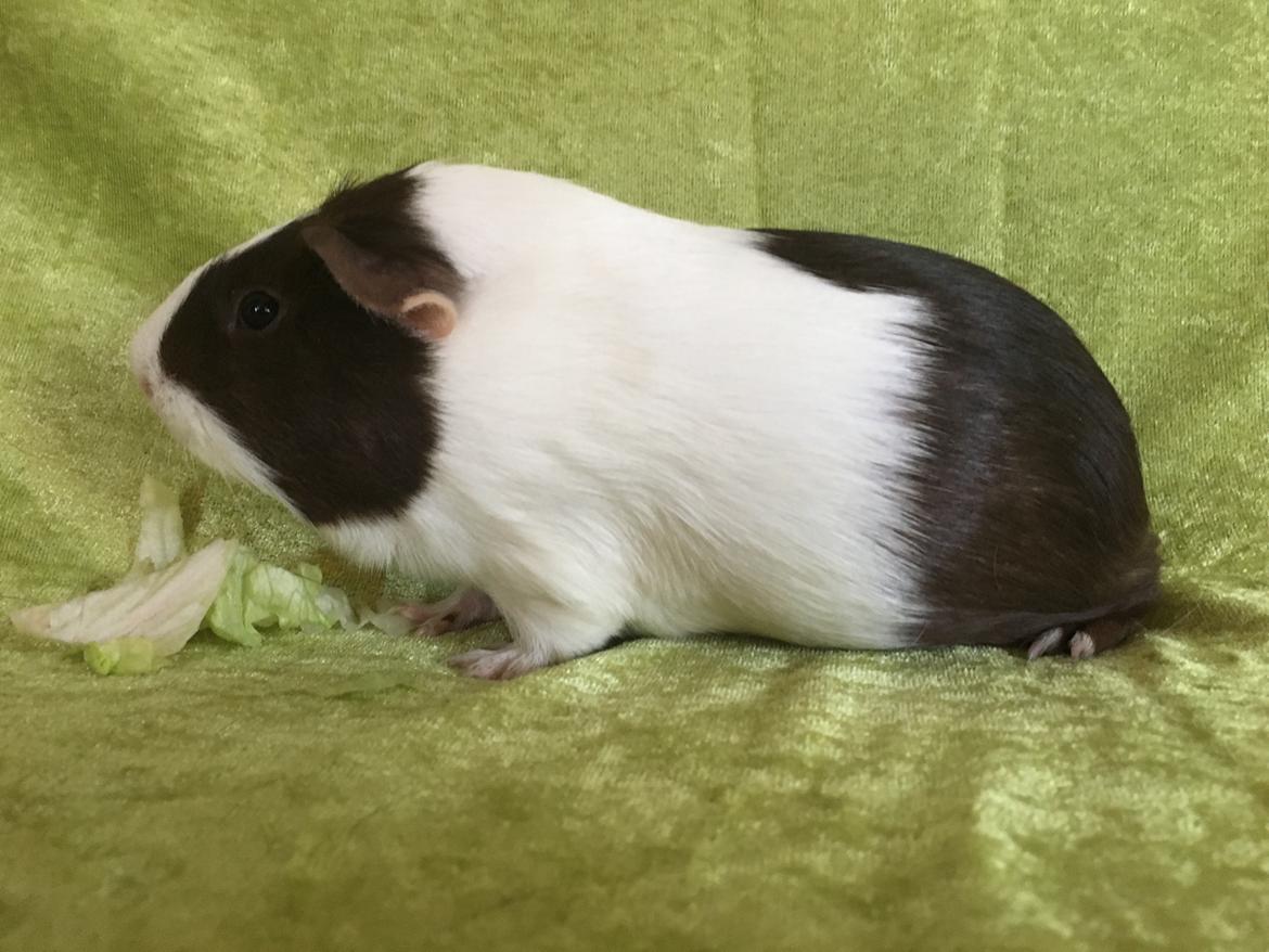 Marsvin Maja billede 23