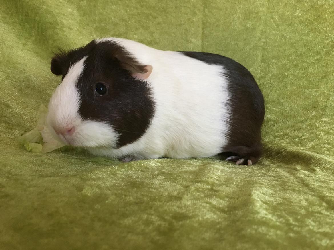 Marsvin Maja billede 24