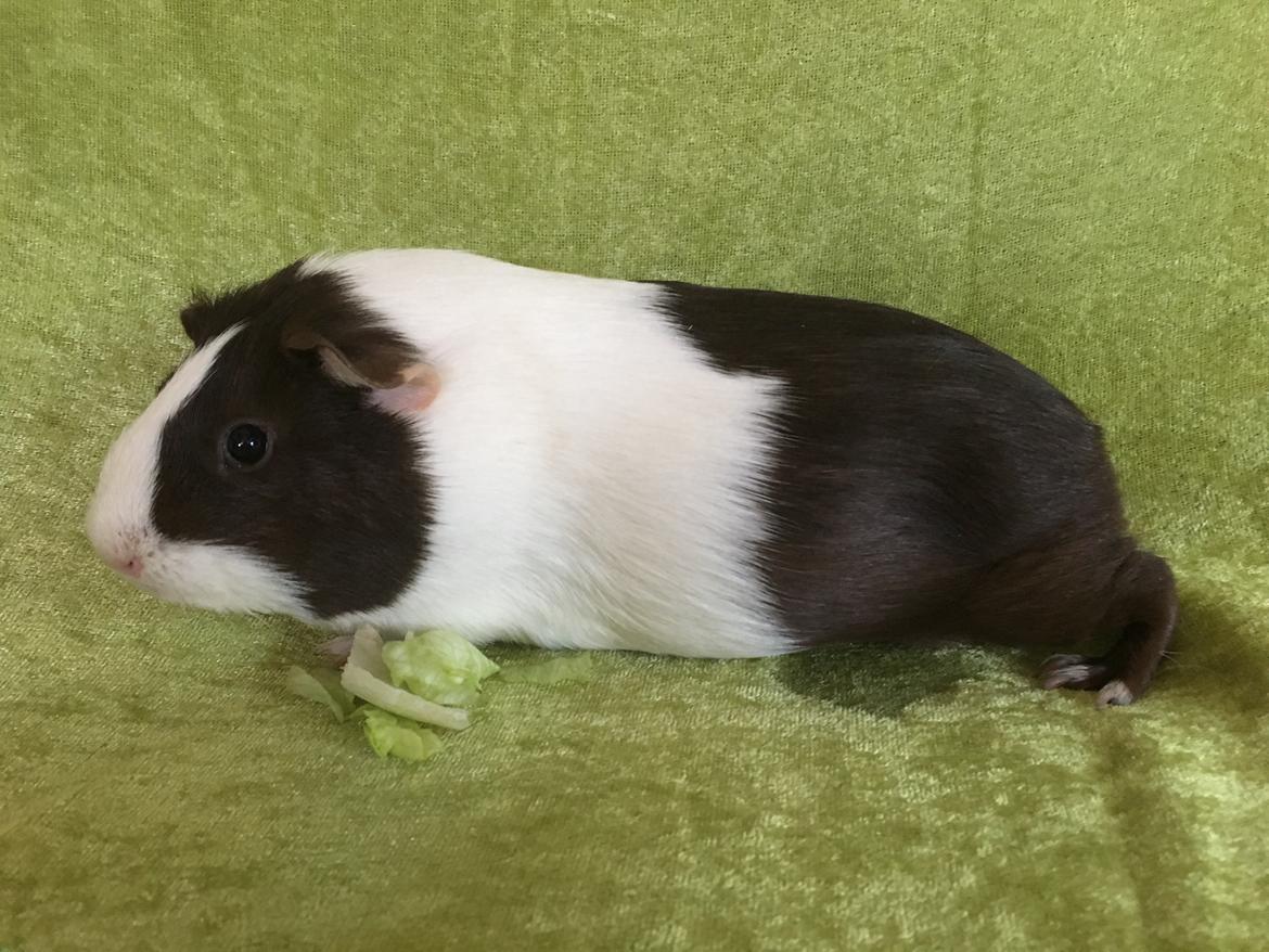 Marsvin Maja billede 26