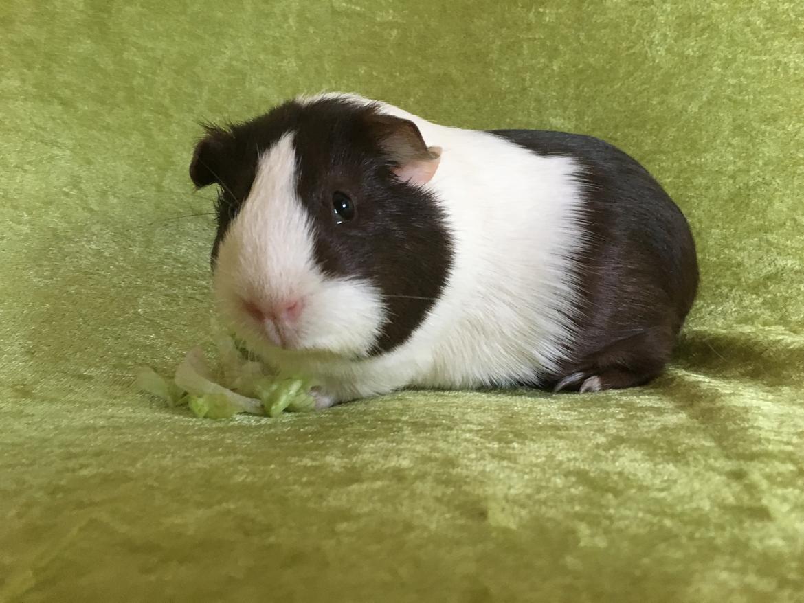 Marsvin Maja billede 27