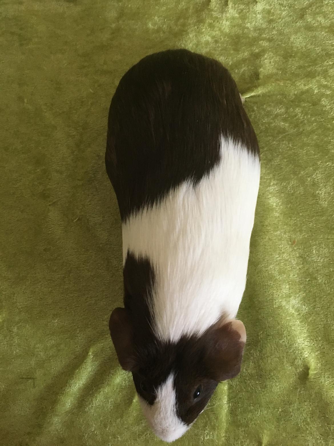 Marsvin Maja billede 28