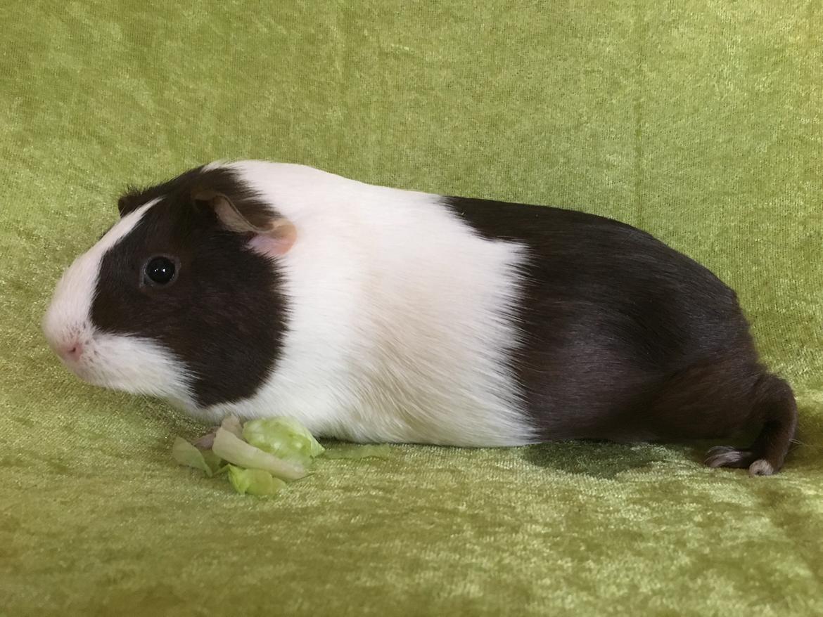 Marsvin Maja billede 25