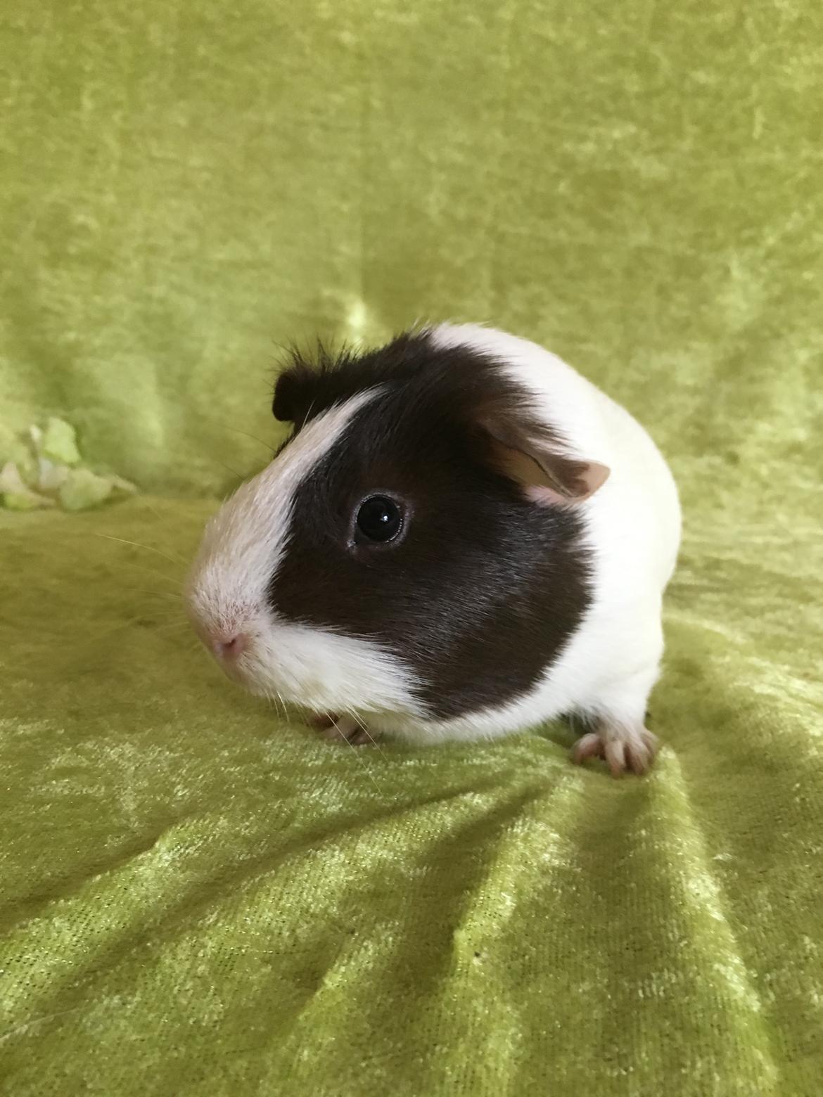 Marsvin Maja billede 29