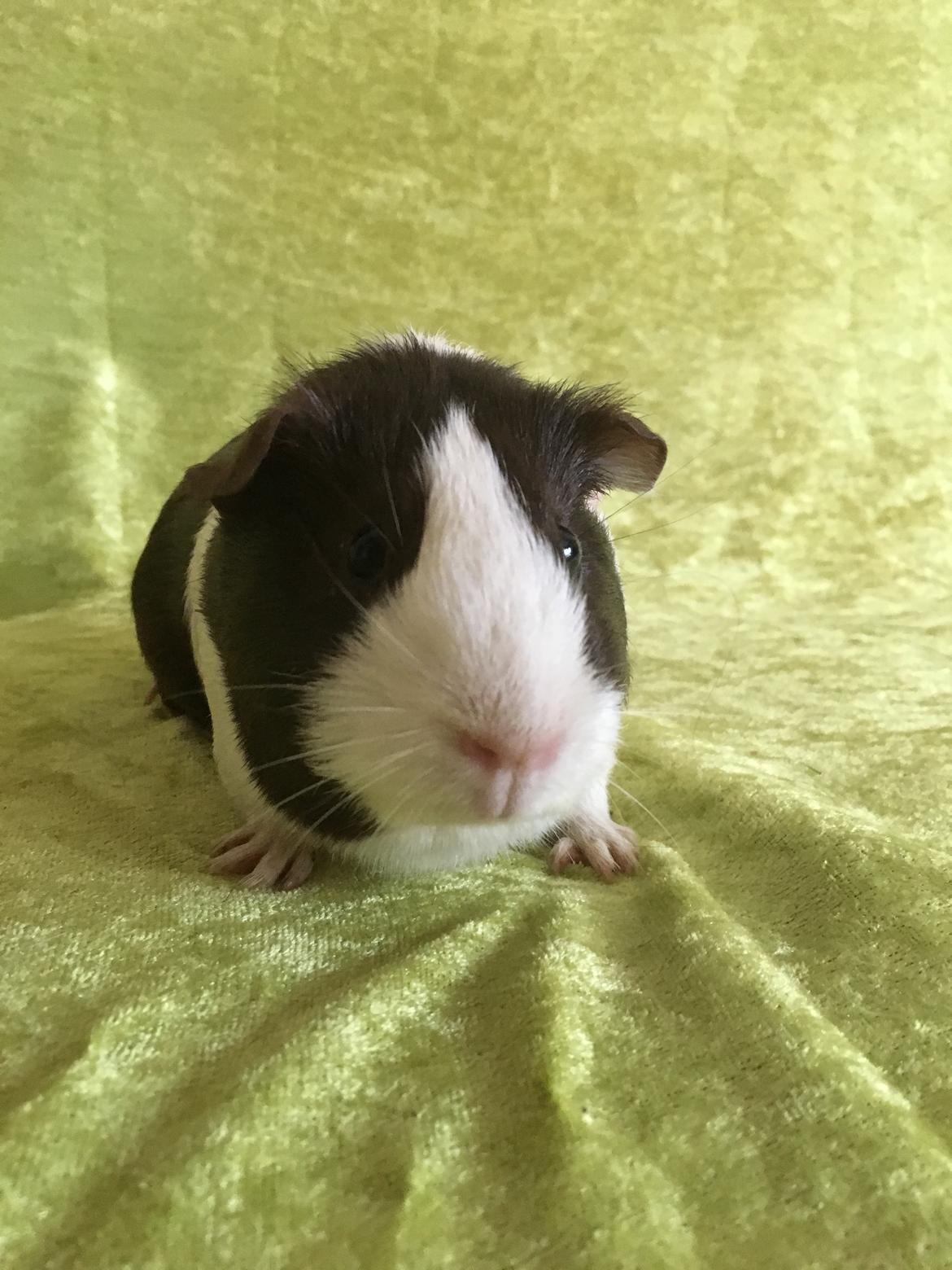 Marsvin Maja billede 30