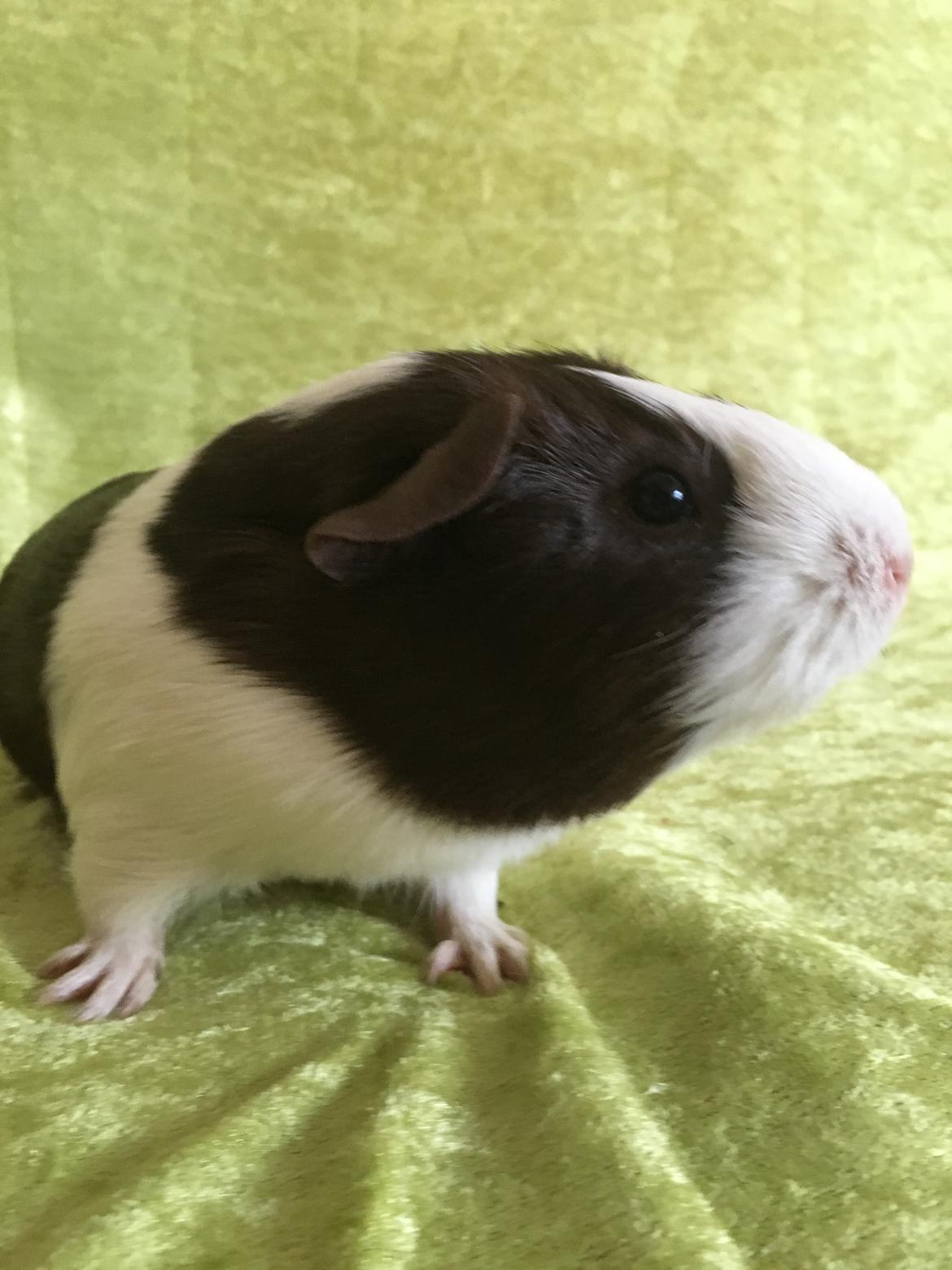 Marsvin Maja billede 32