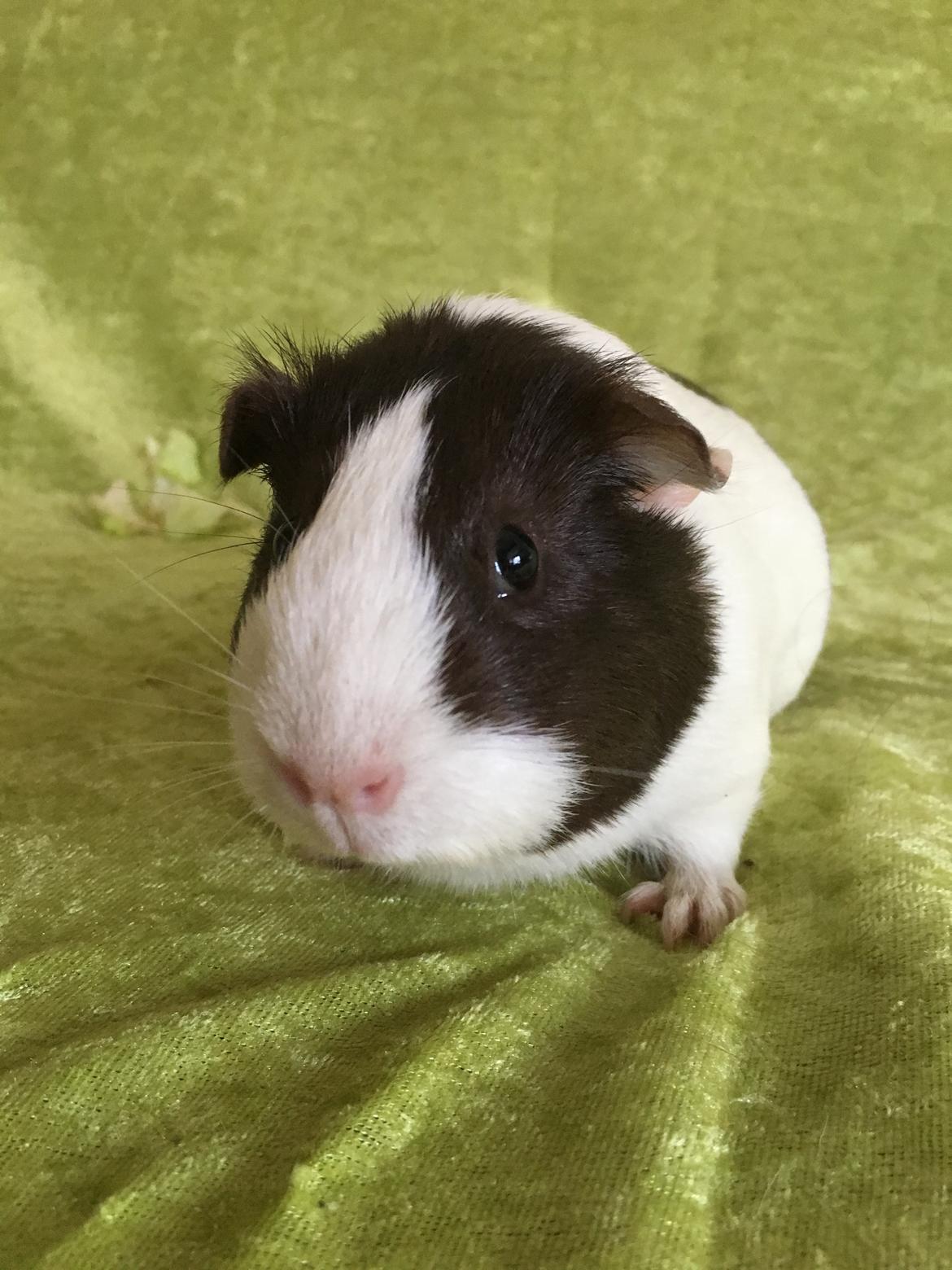 Marsvin Maja billede 31