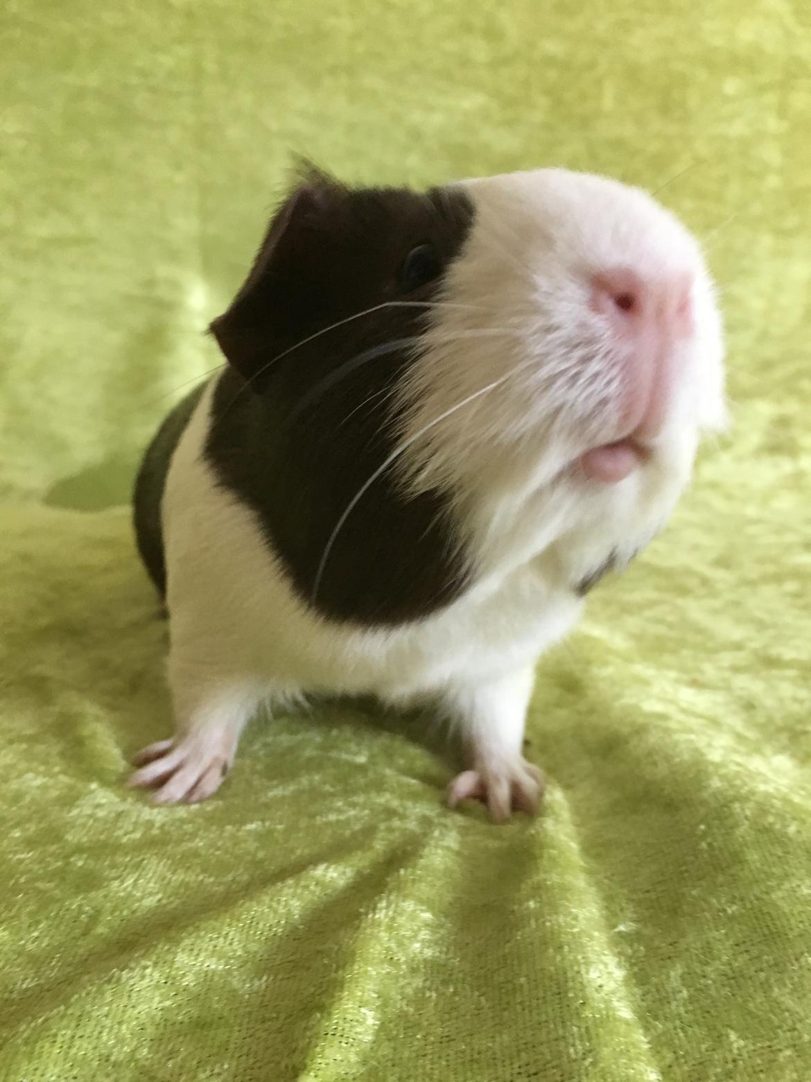 Marsvin Maja billede 34