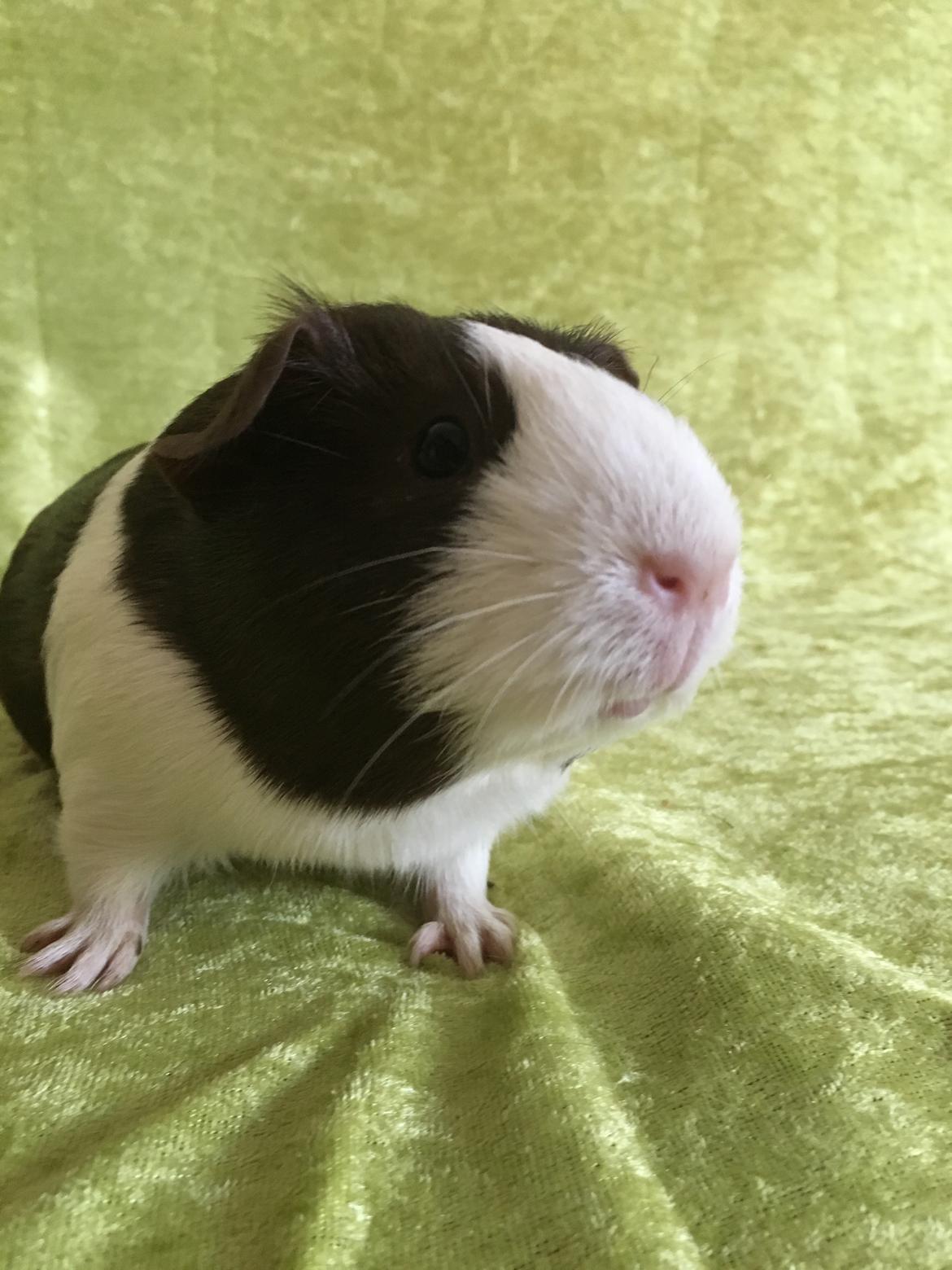 Marsvin Maja billede 33