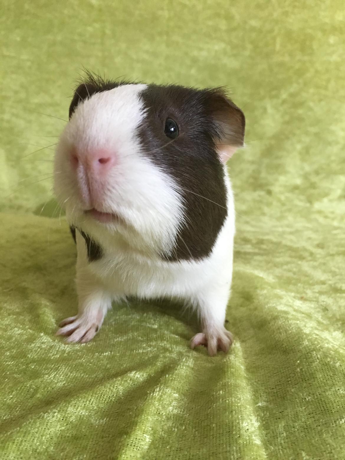 Marsvin Maja billede 35