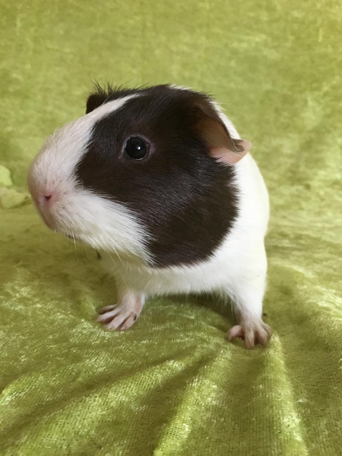 Marsvin Maja billede 36