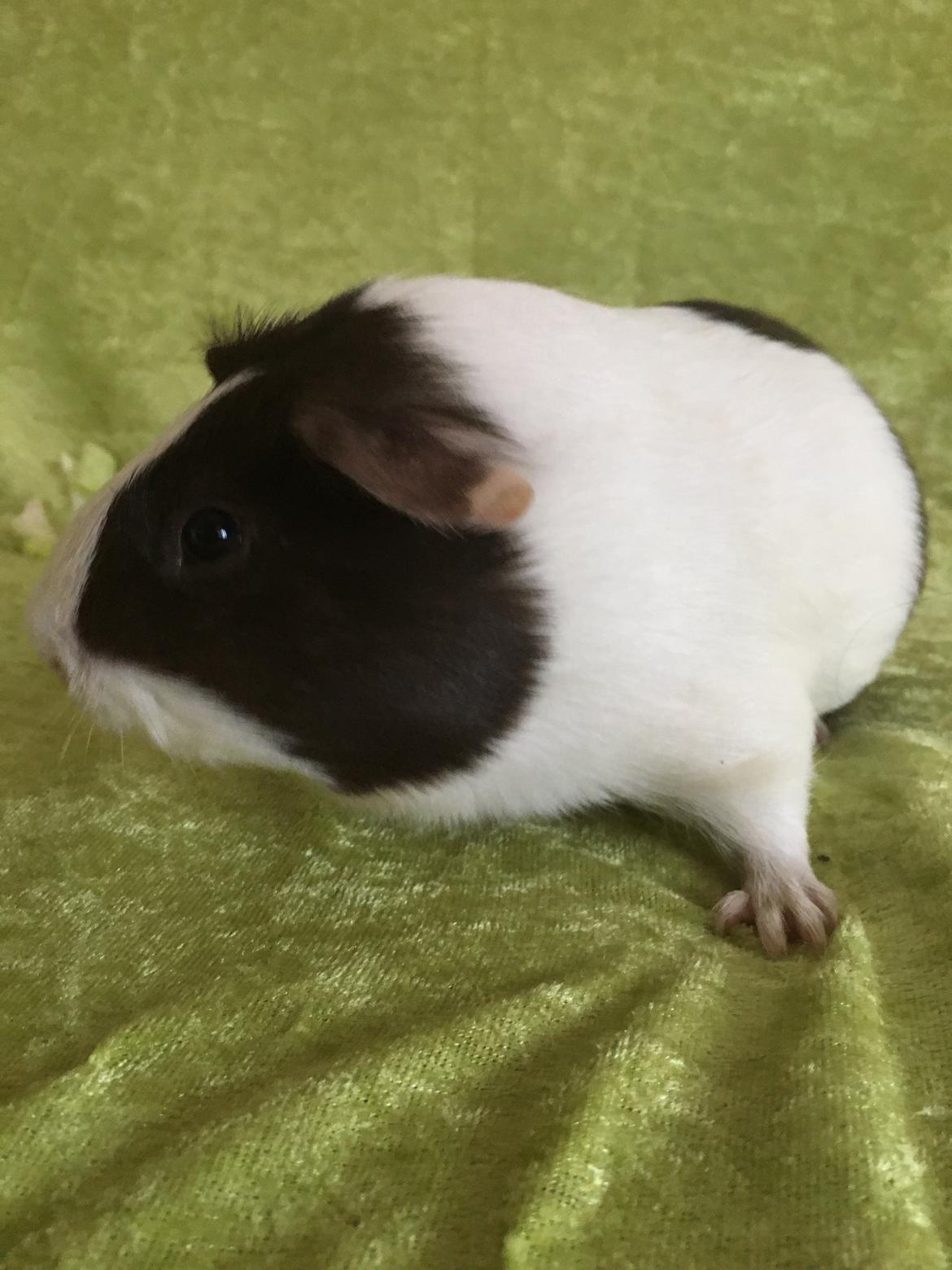 Marsvin Maja billede 37