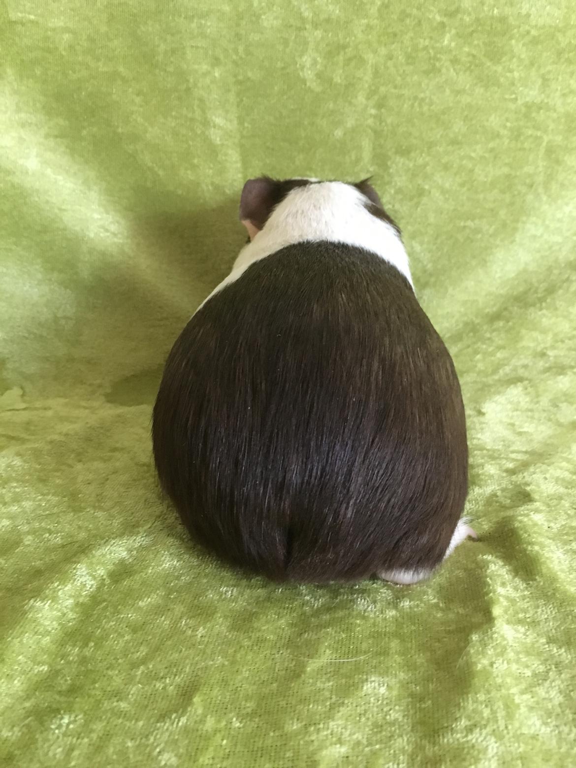 Marsvin Maja billede 38