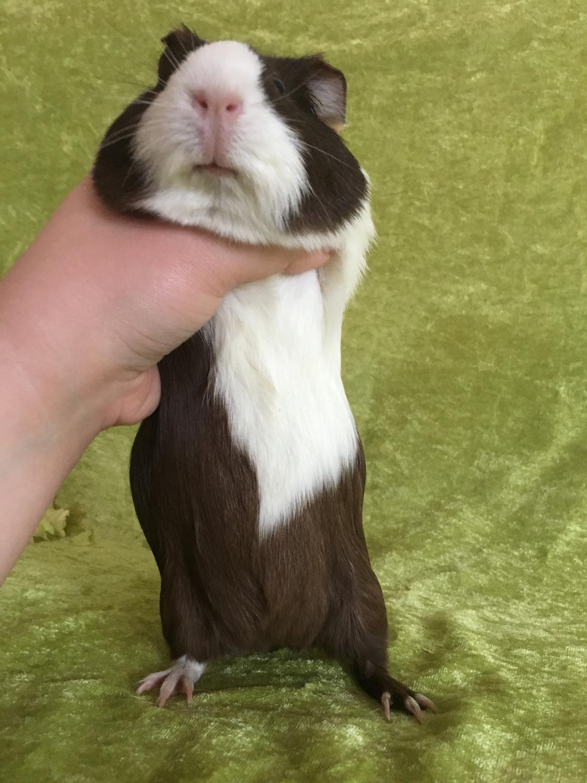 Marsvin Maja billede 39