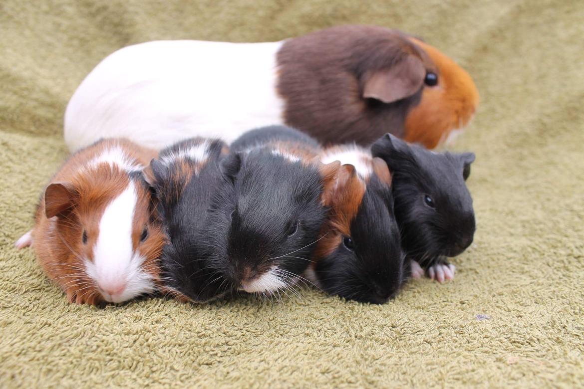 Marsvin Koreskas Ingolf billede 20