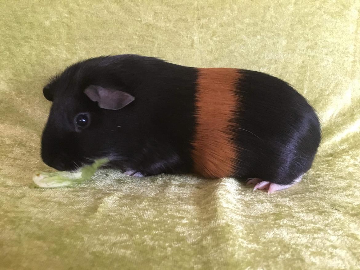 Marsvin Koreskas Ingolf billede 24