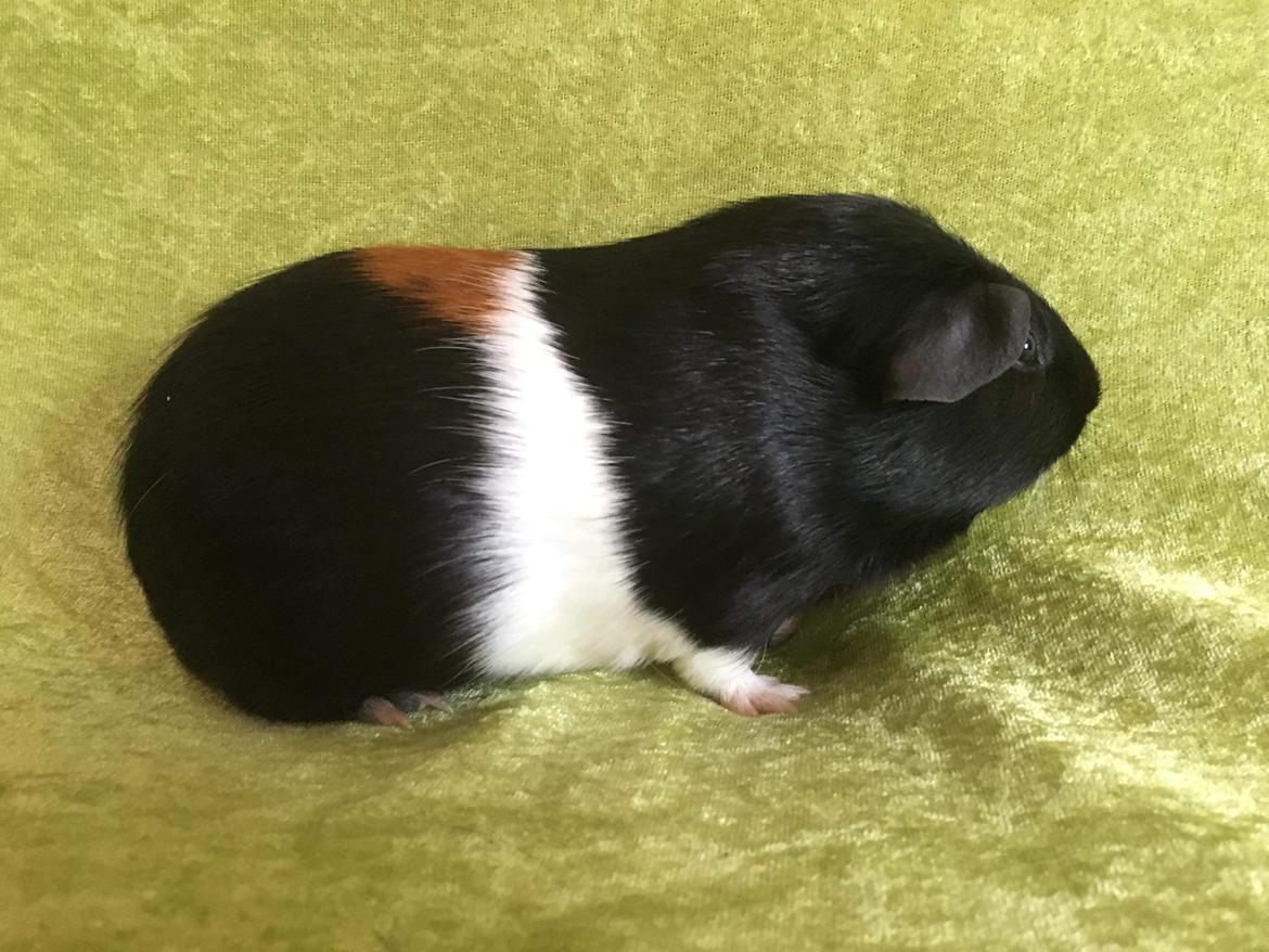 Marsvin Koreskas Ingolf billede 26