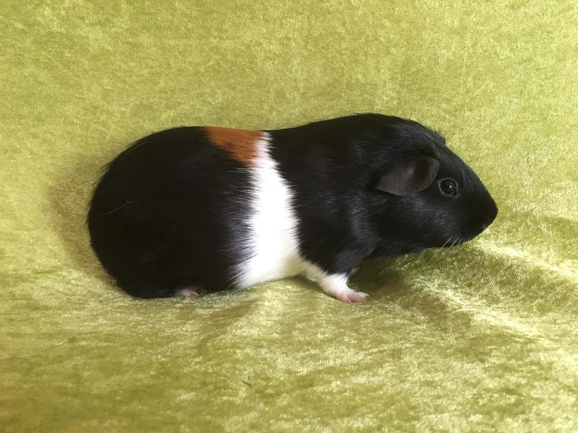 Marsvin Koreskas Ingolf billede 27