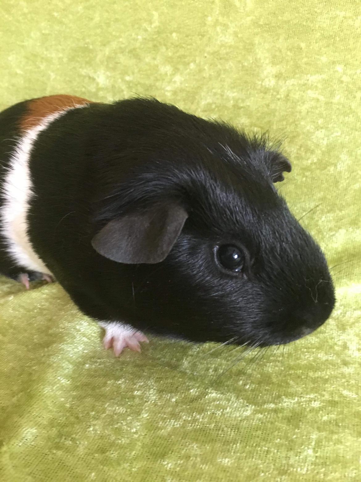 Marsvin Koreskas Ingolf billede 28