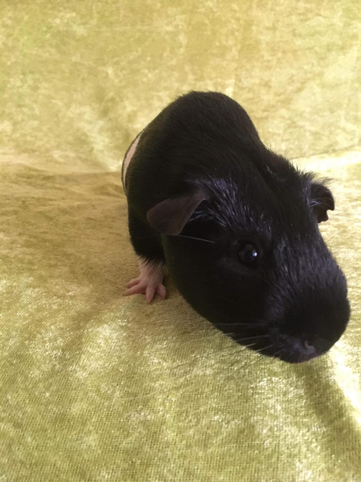 Marsvin Koreskas Ingolf billede 31