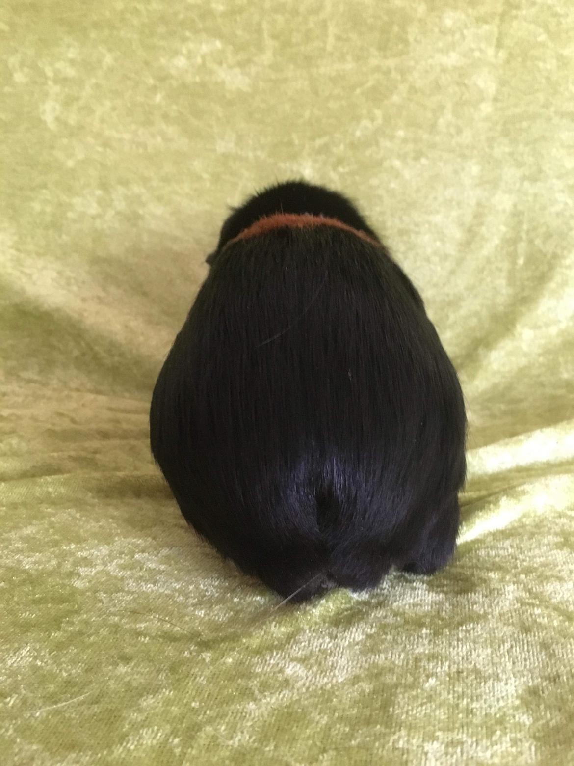 Marsvin Koreskas Ingolf billede 33