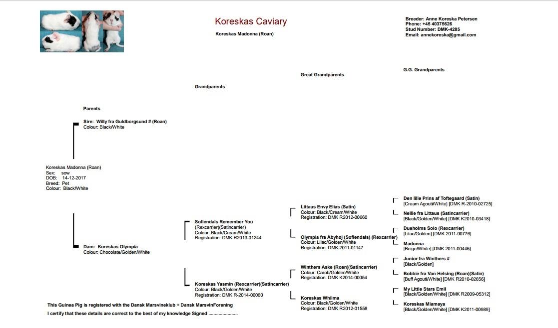 Marsvin Koreskas MADONNA billede 3