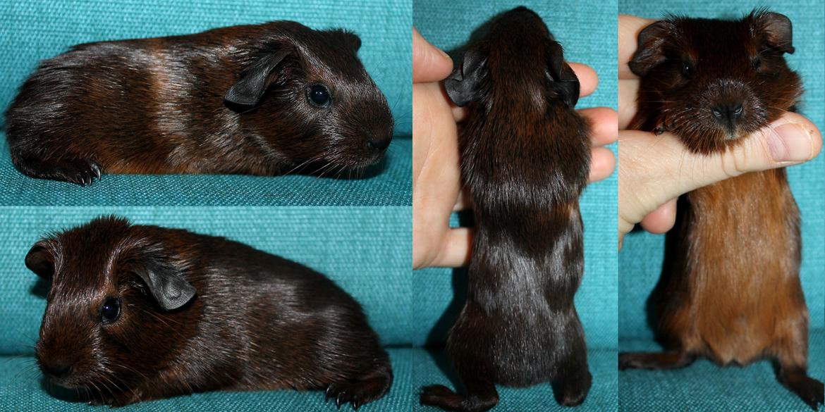 Marsvin Koreskas OCEAN EMMA billede 1