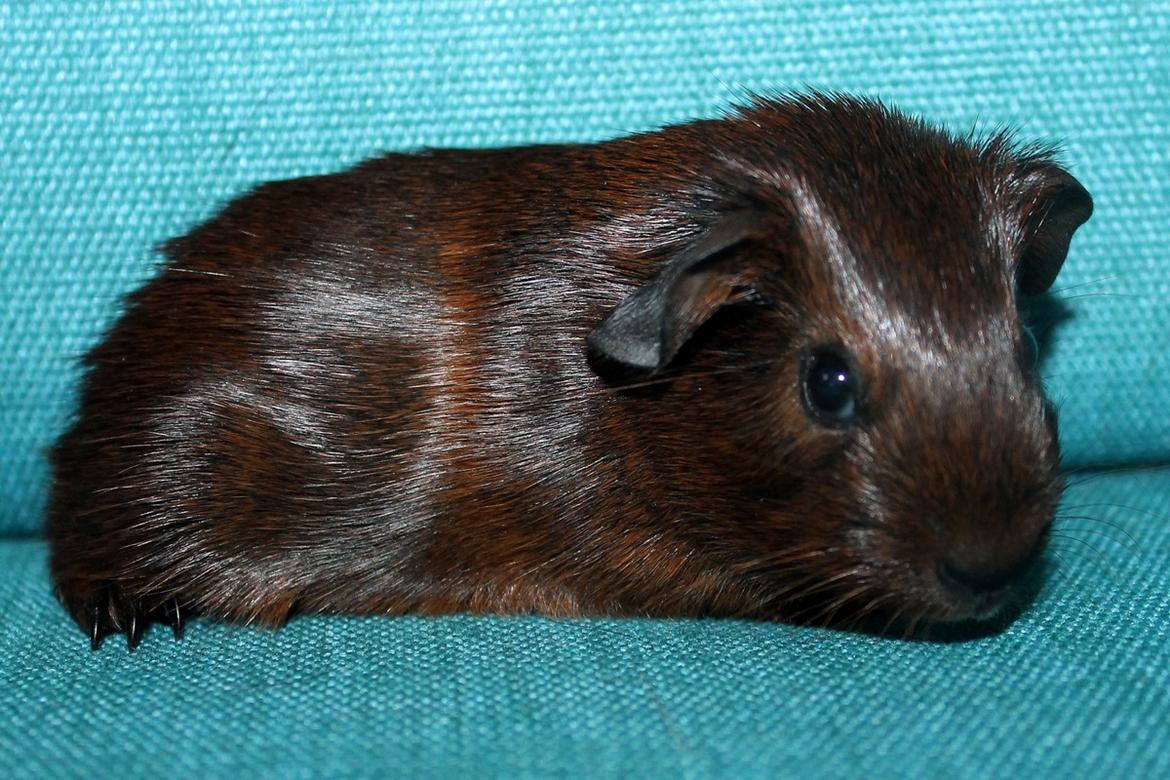 Marsvin Koreskas OCEAN EMMA billede 3