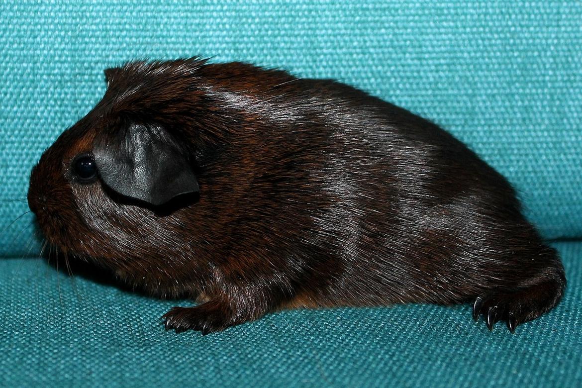 Marsvin Koreskas OCEAN EMMA billede 6